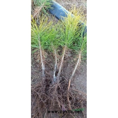 出售樟子松樹苗