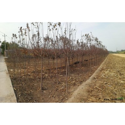 北美海棠-冬季觀果-冬奧會