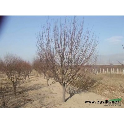 供應八棱海棠苗木