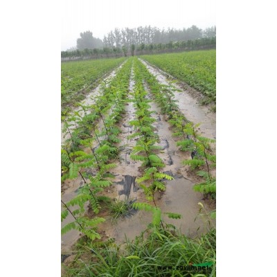 刺槐一年生秋季行情報價\刺槐一年生秋季圖片展示