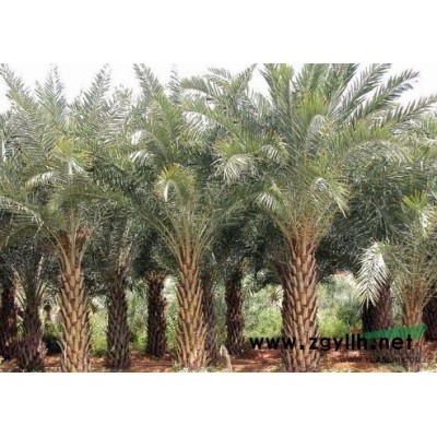 福建供應15-20公分全冠香樟