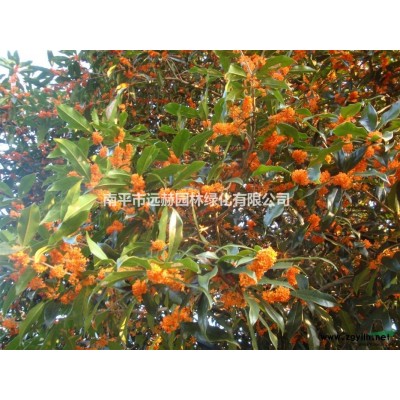 長期大量供應大小福建山櫻花樹苗