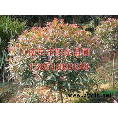 南京蜀檜價格,蜀檜小苗價格