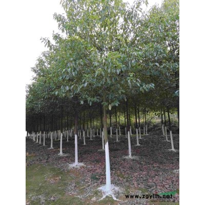 供應營養缽紅葉石楠，金森女貞，杜鵑等