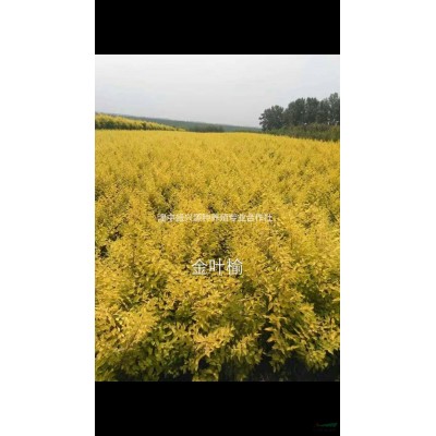 青海[產品]/青海樟子松價格/報價