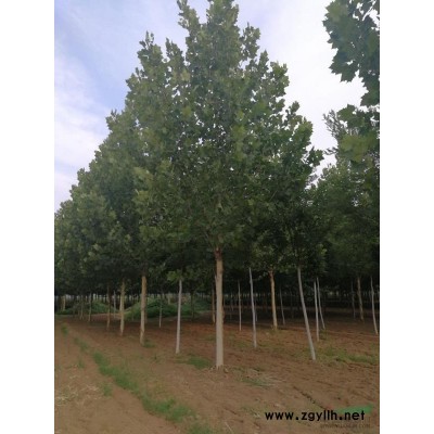 天津海利種植合作社出售：10-12的國槐：12-15的法桐