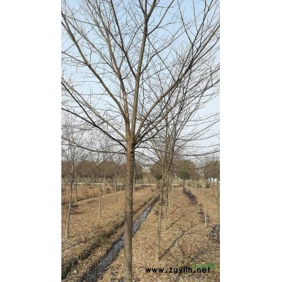 出售8-10CM染井吉野櫻花