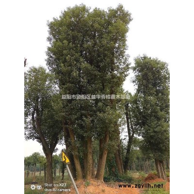 益華香樟基地特價供應{10-20廣玉蘭}