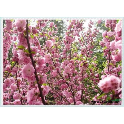 常年批發出售紫葉稠李、紅葉李小苗