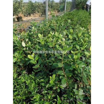 供應(yīng)百香果 百香果苗