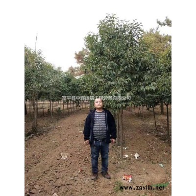 供應 女貞 紅葉李 櫻花   高桿女貞