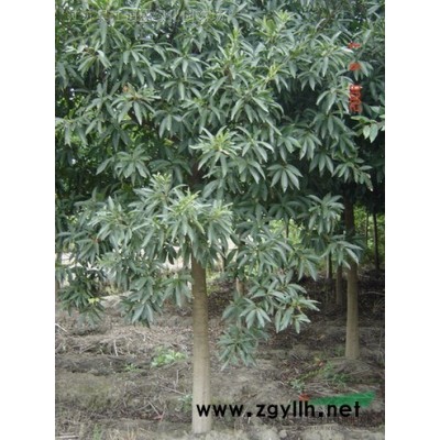 80-120公分的紅葉石楠