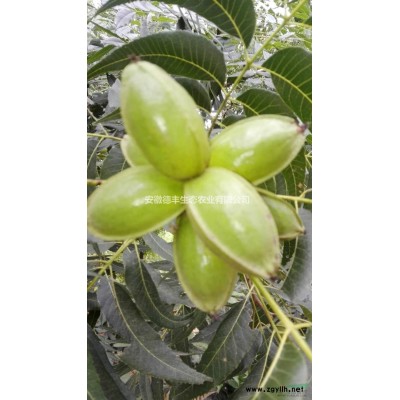 基地長期出售 梨樹 梨苗 嫁接梨苗 金果梨 供應(yīng)1公分梨苗