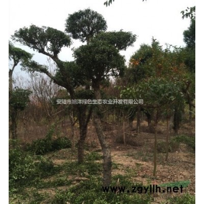 孝感大量紅葉石楠