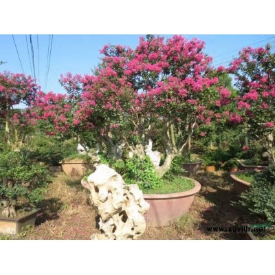 大型對(duì)節(jié)白蠟、紫薇樹、紫薇樁、金彈子樹樁、刺冬青、