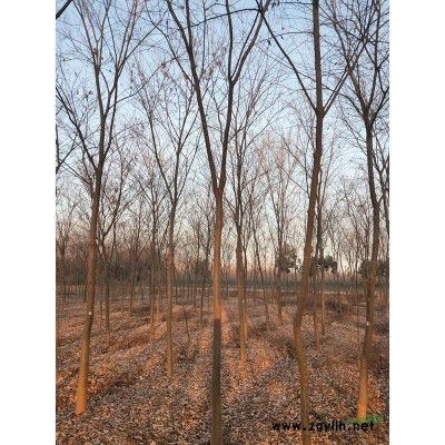 移植樸樹價格和野生樸樹價格