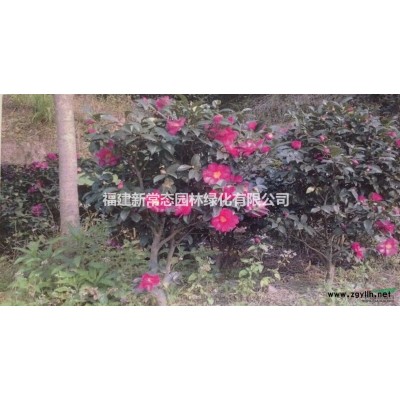 花石榴    月季石榴供應(yīng)6-8公分