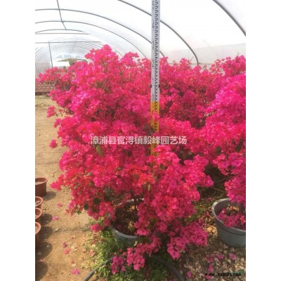 福建鵝掌柴 漳州鵝掌柴 福建漳州鵝掌柴價格