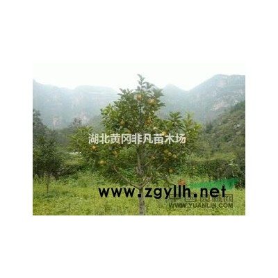 銀杏苗行情報價/銀杏苗圖片展示