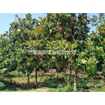 桂花，廣玉蘭，蜀檜，龍柏，樸樹，香樟，黃連木等高桿喬木