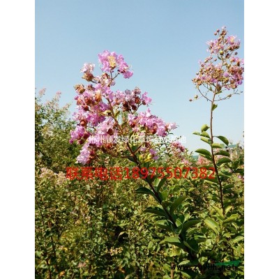 湖南郴州馬尼拉草皮基地直供，大量出售馬尼拉草坪，