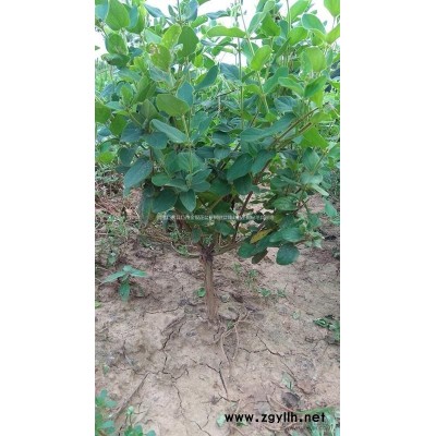 枸杞樹價格 河北巨鹿枸杞樹批發 綠化樹占地樹