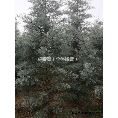 三米高，米徑一米二的藍(lán)冰柏?cái)?shù)量約七千珠