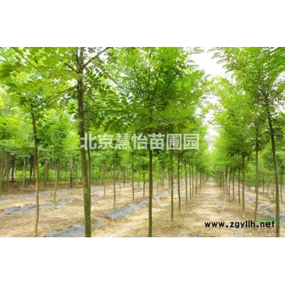 大量海棠苗木基地緊急出售