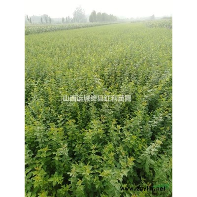 連翹苗山西運城紅利苗圃連翹苗基地批發