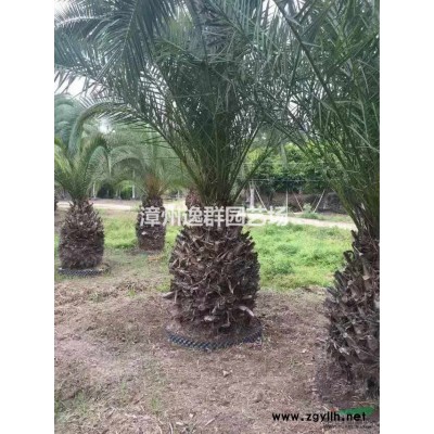 福建東南花都供應三角梅，什么規格都有！