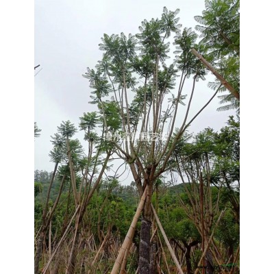 優質特價五彩顏色三角梅高150公分產地直銷