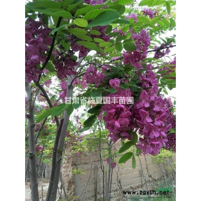 大量供應(yīng)紫丁香球和榆葉梅球紫葉矮櫻球連翹球