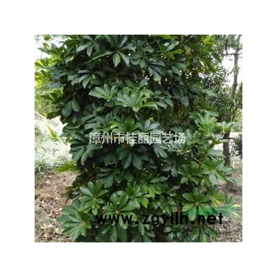 福建紅花三角梅50高6元一盆基地直銷