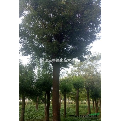 現在10公分國槐價格走向，10公分國槐價格