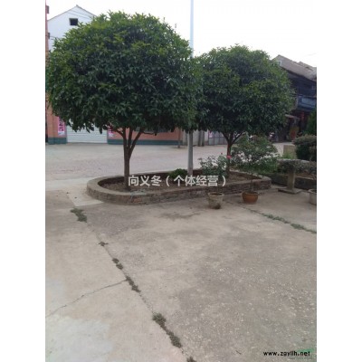 湖北-武漢-蔡甸香樟樹、桂花樹、對接白臘，規格*，價格優惠