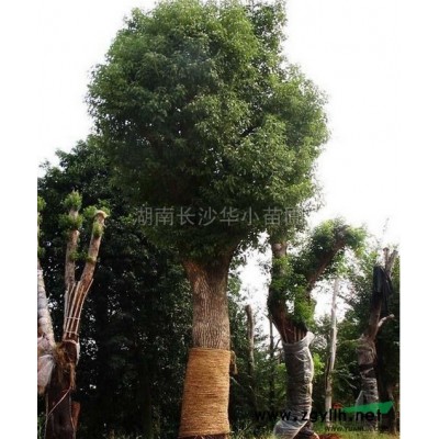 湖南油茶苗 油茶樹信息