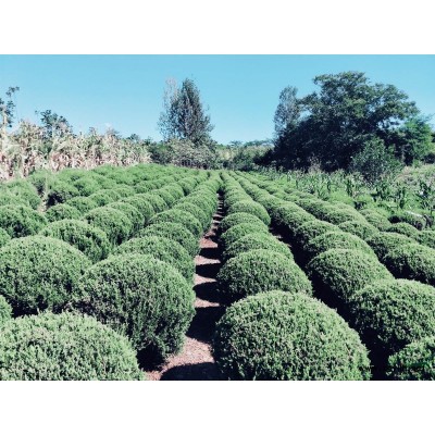 低價出售個人家的黃楊小毛球