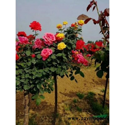精品月季樹