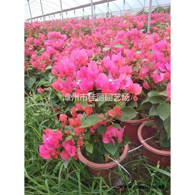 福建優質鳳凰木各種規格批發