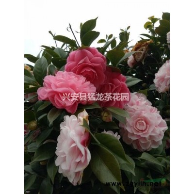 廣西桂林興安供應(yīng)2-30公分的茶花