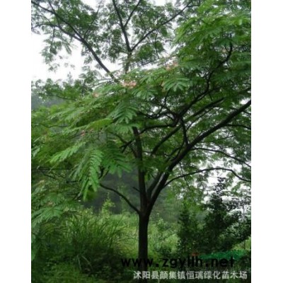 金邊麥冬行情報價/金邊麥冬圖片展示