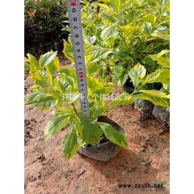 地被苗 金邊假連翹，花葉假連翹，數量有100000