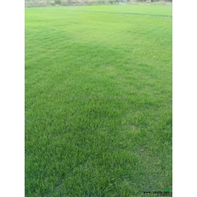 安徽黑麥草信息