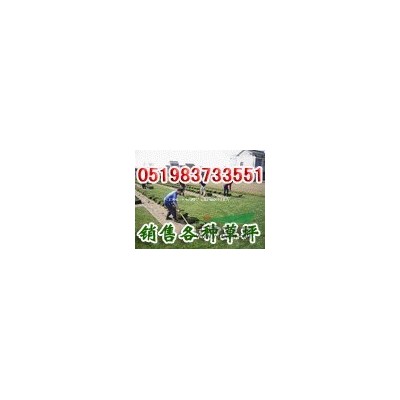 色塊苗紅葉小檗，大葉黃楊，小葉黃楊,紅葉石楠