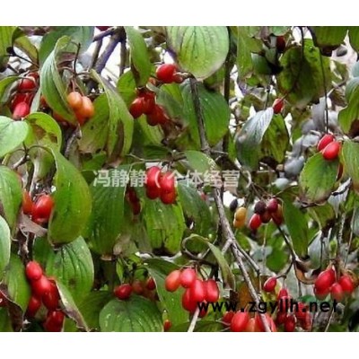 山茱萸