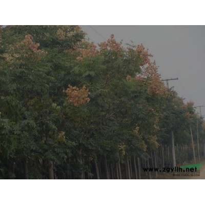 專供大葉女貞(2一20cm)