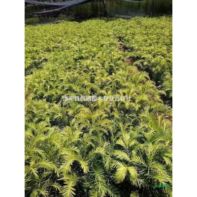 供應各種規格三尖杉苗木