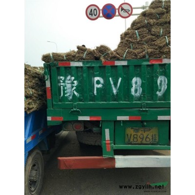 熱銷：百慕大.混播黑麥草，土培果嶺草，馬尼拉，高羊茅等各式綠