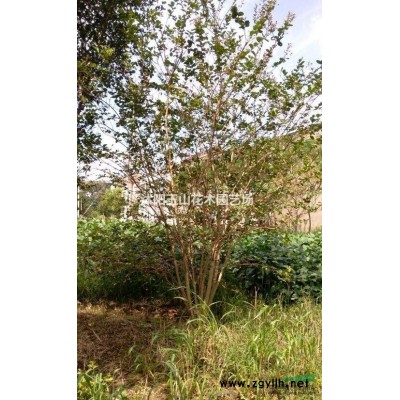 龍柏，龍柏小苗，龍柏球，成品高桿龍柏球，精品龍柏造型