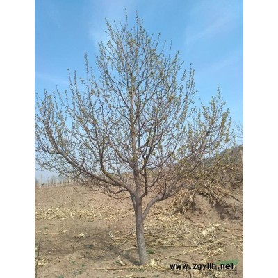 供應八棱海棠樹